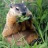 Photo of Grumpy Woodchuck D.