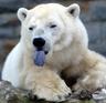 Photo of Hungry Polar Bear X.