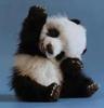 Photo of Panda X.