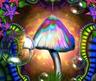 Photo of Magic Mushroom M.