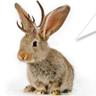 Photo of Jackalope K.