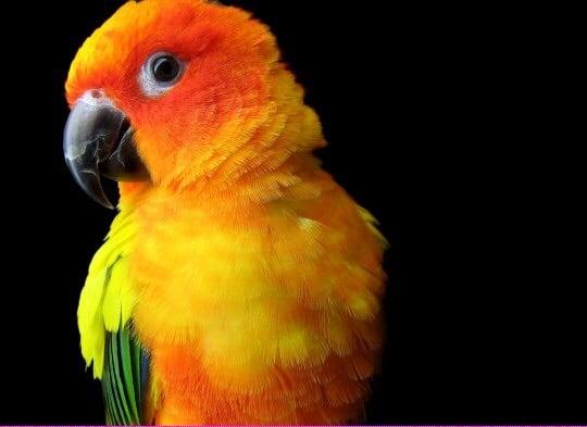 photo of LucyTheParrot C.