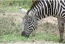 Photo of Zebra C.