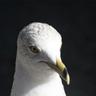 Photo of Seagull T.