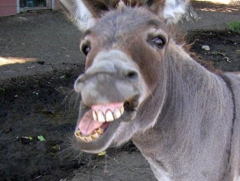 photo of DonkeySmell ..