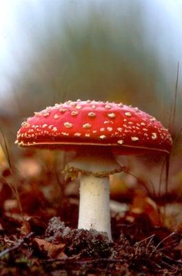 photo of Amanita M.