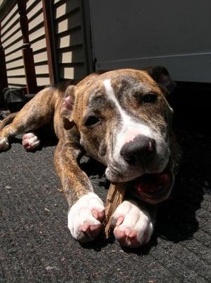 photo of Amstaff Y.