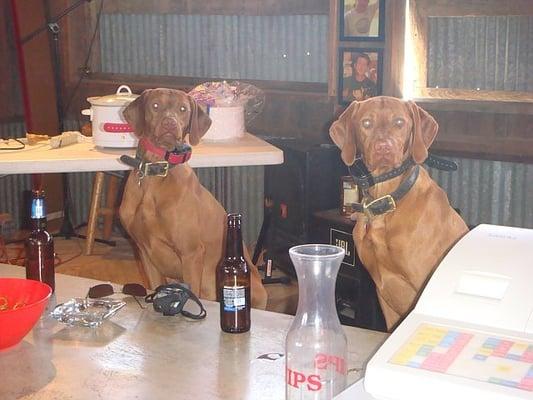 photo of Vizslas D.