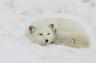 Photo of Arctic Fox B.