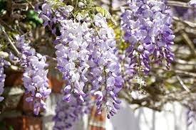 photo of Wisteria S.