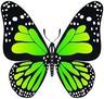 Photo of Green butterfly E.