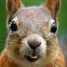 Photo of Squirrel N.