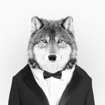 photo of Wolf X.