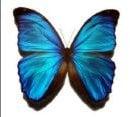 photo of Butterfly W.