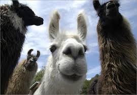 Photo of Llama L.