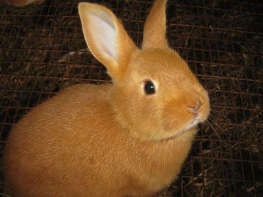 New Zealand Red Rabbit