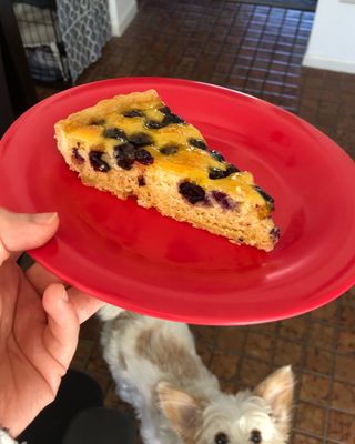 Piece of my blueberry tart - my dog was jealous