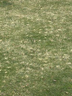 Zoysia plug spacing and spreading. Look at the plug spacing. 12" apart/ 18,000 plugs