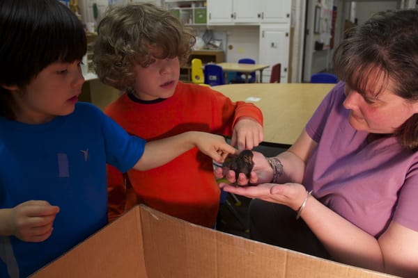 Chicks are hatched every year as part of the school's science program.