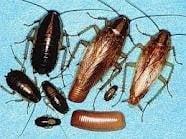 Here you see the many different growth stages of german cockroaches.