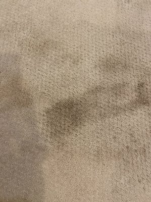 Carpet Dryclean