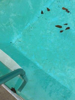 Day pool was supposedly cleaned