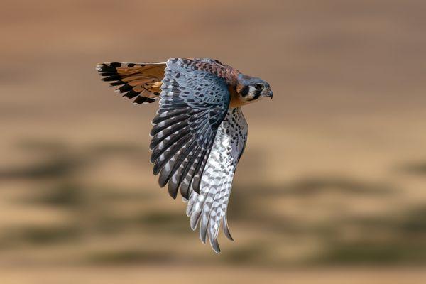 The International Raptor & Falconry Center