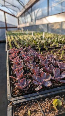 Judy's Greenhouse