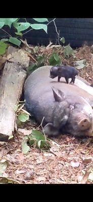 Peppa and one of her 10 piglets