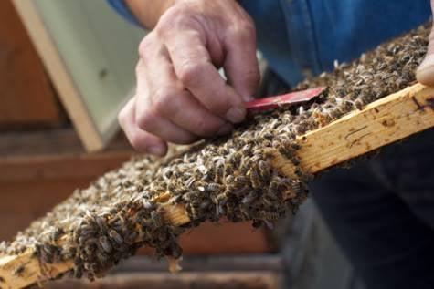 Had a wonderful time visiting Rigoni di Asiago's beehives where they source their Italian Mielbio honey.