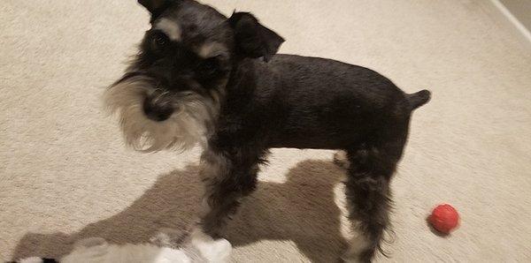 Schnauzers are not supposed to look like sausages!