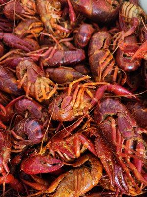 Mud Bugs