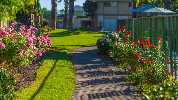 Garden view