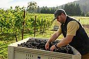 Cody Wright sorting Pinot Noir in the field during harvest.