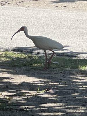 Ibis