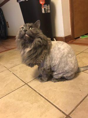 Lion cut