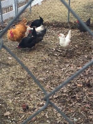 The kids in the summer have access to the barn