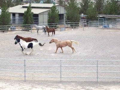 Best In The West Gaited Horses