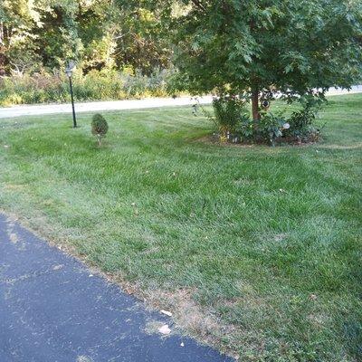 Here is half the lawn cut after the "fixed" John Deere broke after about 10 minutes and cost $275. Will never go there again