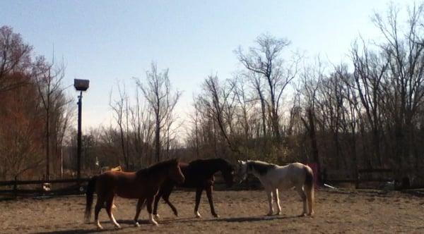 Some of our horses playing together.