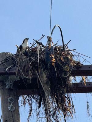 Two ospreys in their newly formed nest at the partial bridge