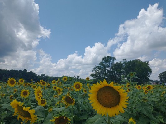 Collin's Produce and Flower Farm