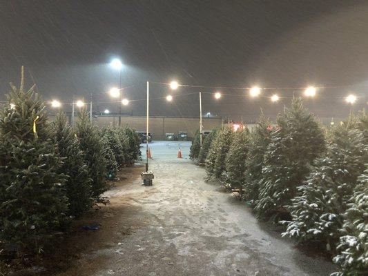 Christmas trees