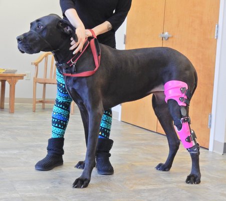 Dog knee brace for ACL/CCL injury