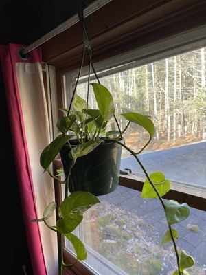 marble queen pothos