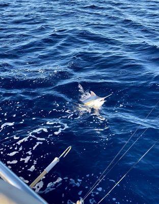 Reeling in the Marlin!