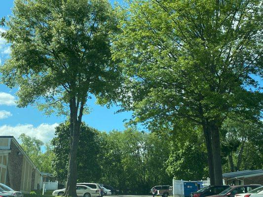 Huge untrimmed trees very much a danger during any type of a storm moderate or more one of the trees fell on my car $3800 damage