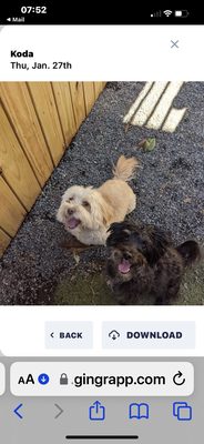 Koda and Uno during playtime at Meow Bark & Board