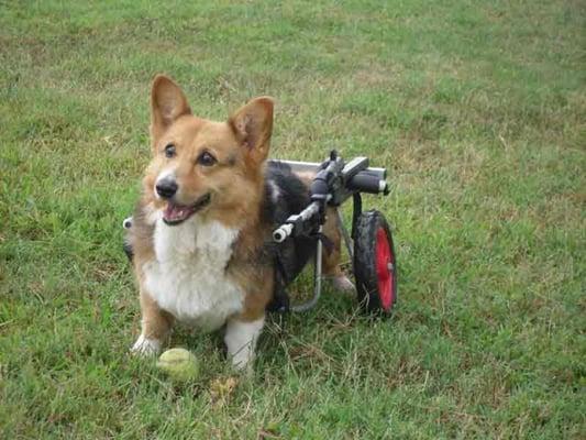 Corgi in K-9Cart.com Dog Wheelchair