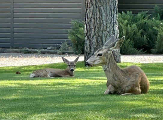 Friends just hanging out in the yard